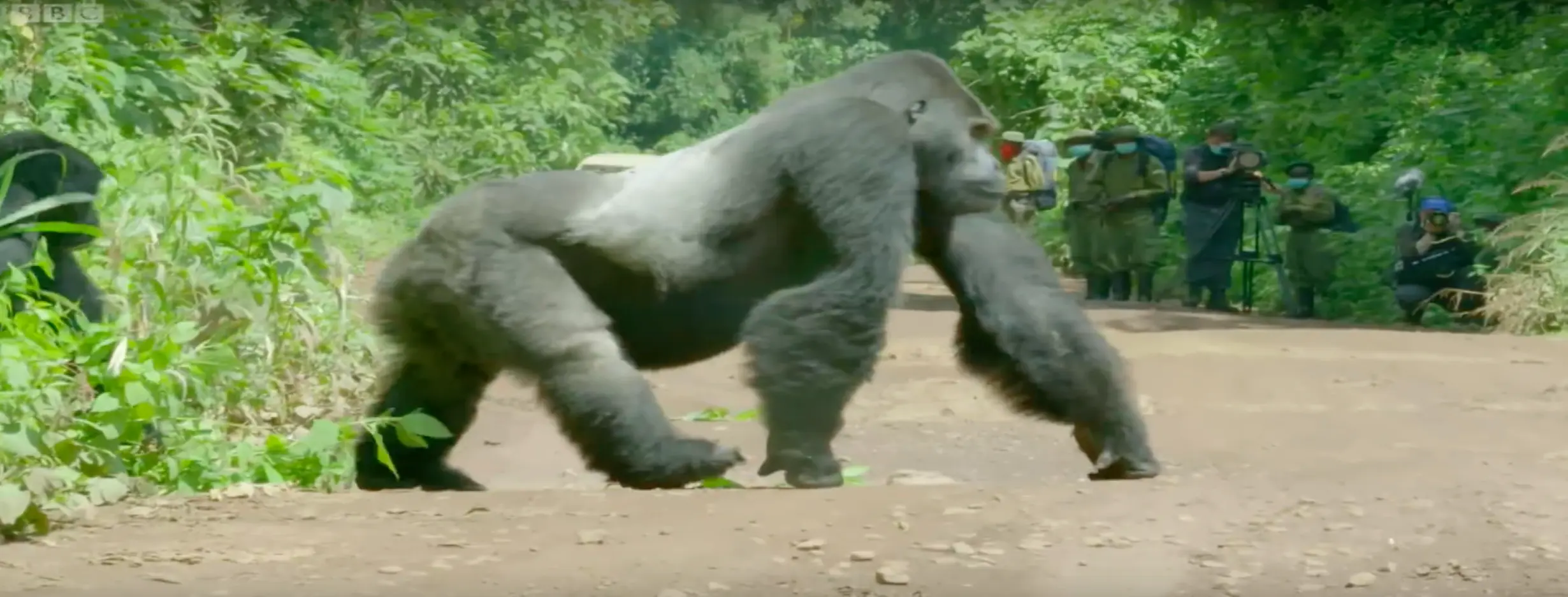 Image for Gorilla Guardians